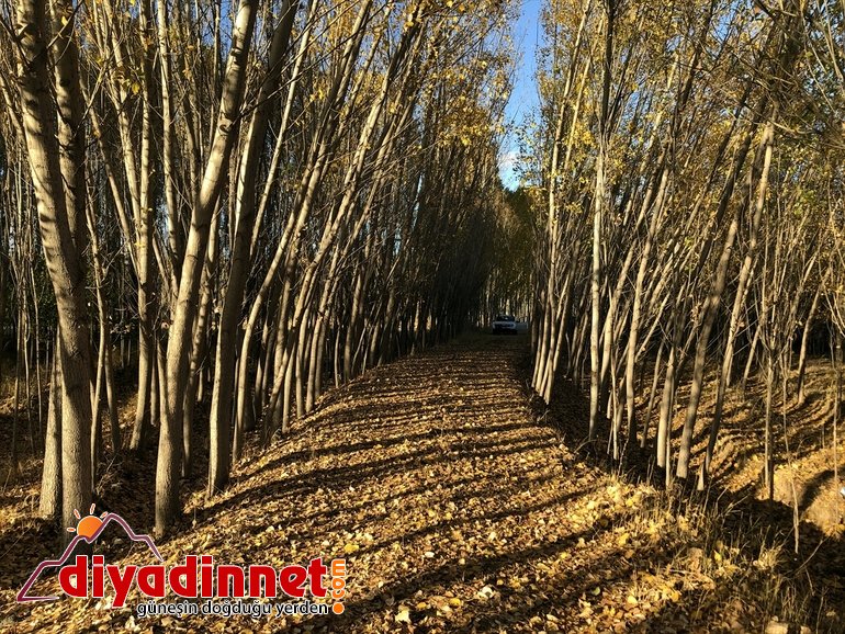 Ağrı Dağı eteklerindeki İrem Bağları nda sonbahar güzelliği20