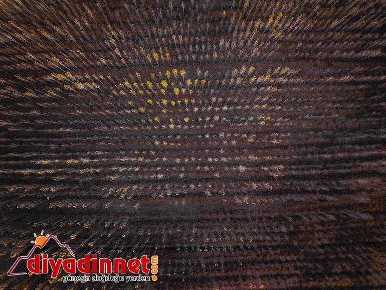 Ağrı Dağı eteklerindeki İrem Bağları nda sonbahar güzelliği3