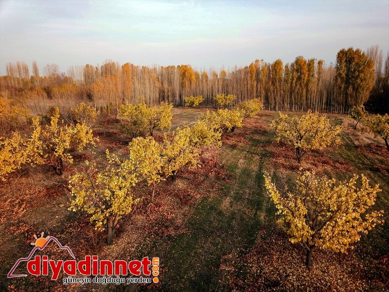 Ağrı Dağı eteklerindeki İrem Bağları nda sonbahar güzelliği7