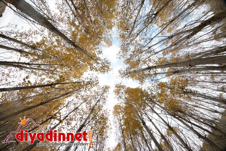 Ağrı Dağı eteklerindeki İrem Bağları nda sonbahar güzelliği8