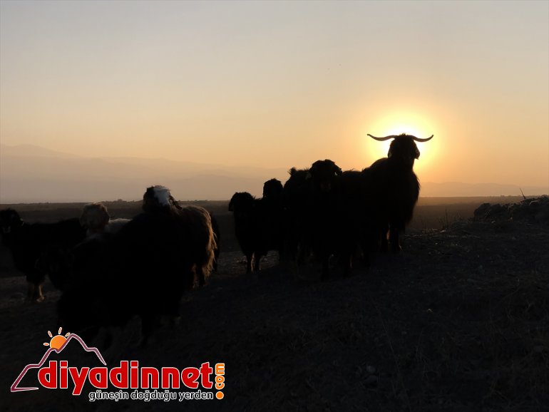 Ağrı Dağı son yaylacıları uğurladı - IĞDIR4