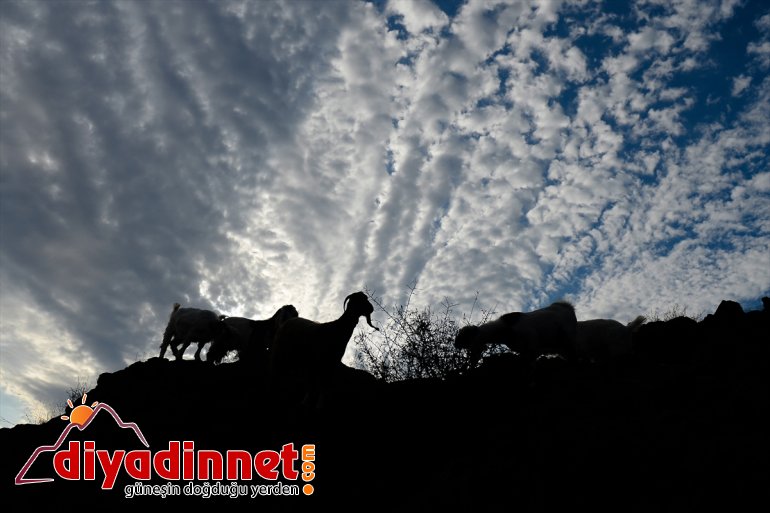 Ağrı Dağı son yaylacıları uğurladı - IĞDIR5