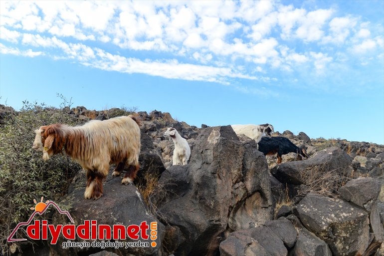 Ağrı Dağı son yaylacıları uğurladı - IĞDIR6