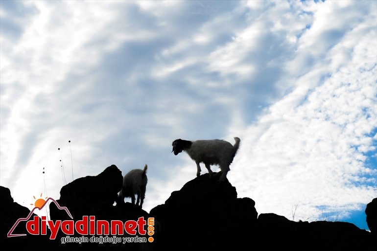 Ağrı Dağı son yaylacıları uğurladı - IĞDIR8