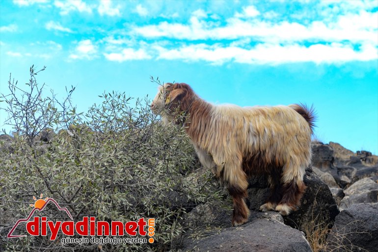 Ağrı Dağı son yaylacıları uğurladı - IĞDIR9