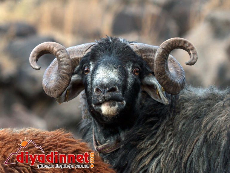 Ağrı Dağı son yaylacıları uğurladı - IĞDIR10