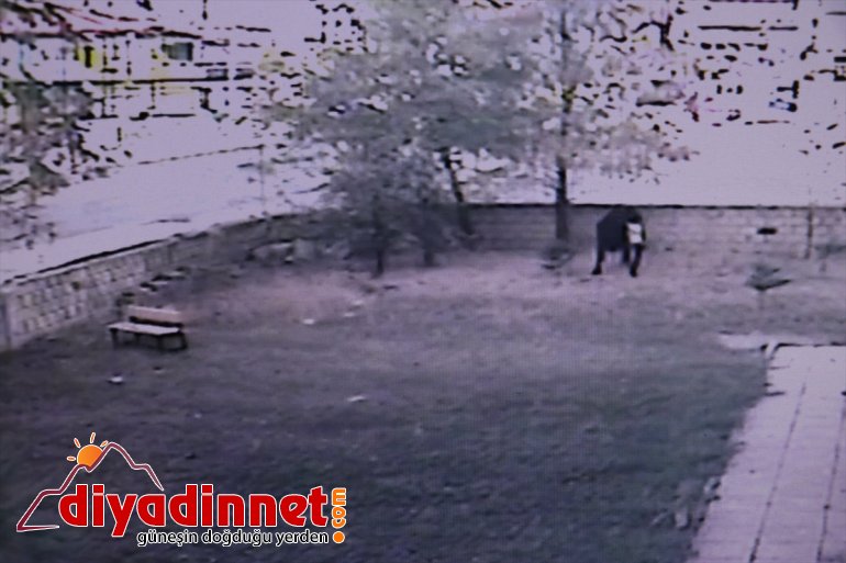 Kamyondan düşen ineği yakalama çabaları komedi filmlerini aratmadı