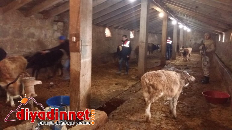 ağrı hayvan hırsızlığı1