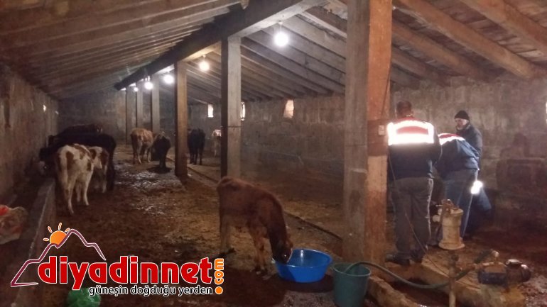 ağrı hayvan hırsızlığı2