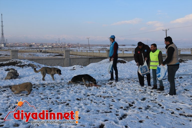 Ağrılı gönüllüler yaban hayvanları için seferber oldu11