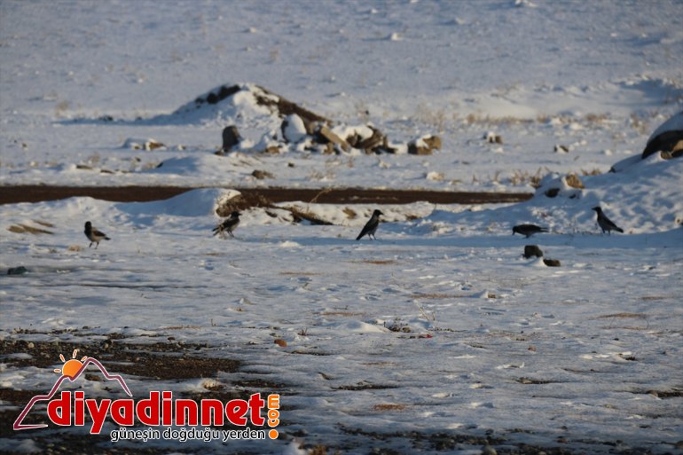 Ağrılı gönüllüler yaban hayvanları için seferber oldu8