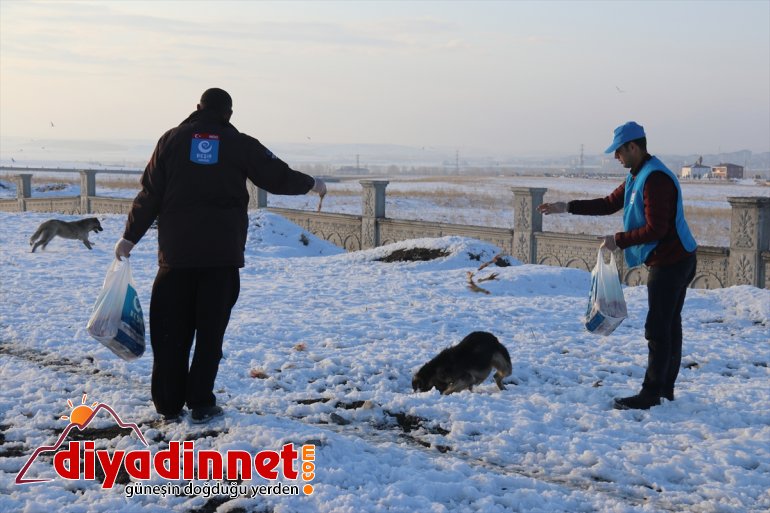 Ağrılı gönüllüler yaban hayvanları için seferber oldu9