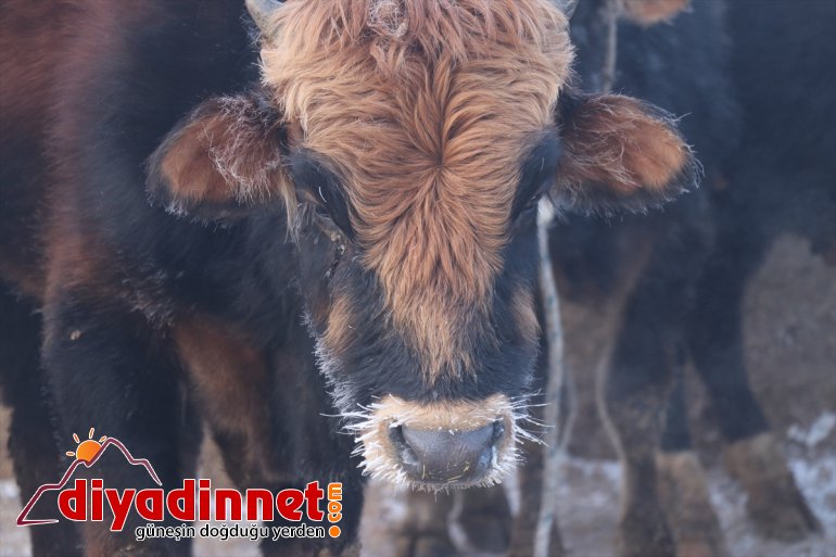 Ağrı da dondurucu soğuklar etkisini sürdürüyor2