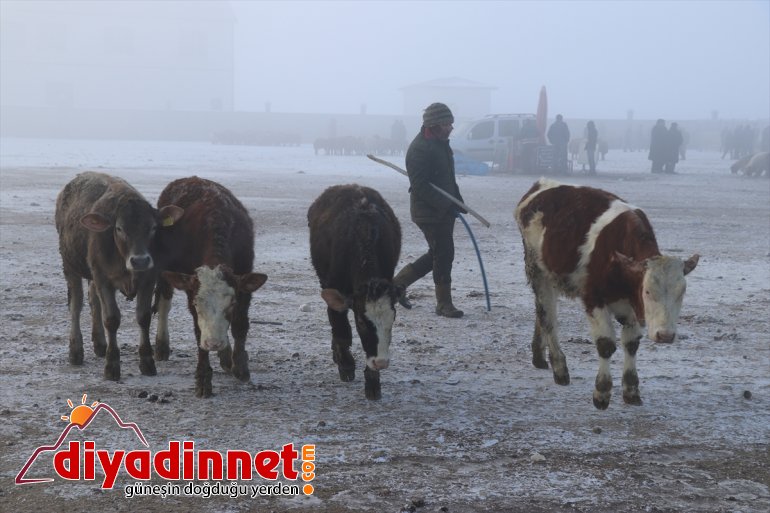 Ağrı da dondurucu soğuklar etkisini sürdürüyor4