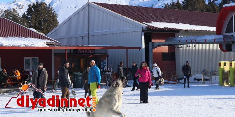 Dronu yakalamaya çalışan köpek çevredekileri gülümsetti