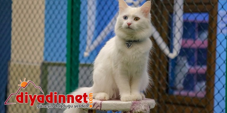 Ödüllü Van kedisi 'Su' ziyaretçilerin ilgi odağı oldu