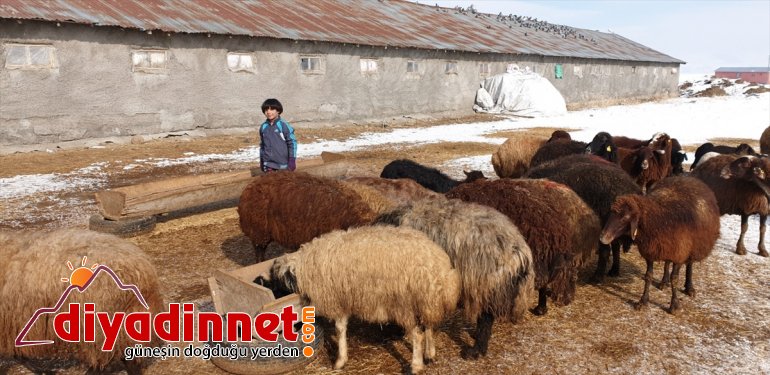 doğan  besicilerin oldu sevinç Patnoslu Yeni kaynağı kuzular 13