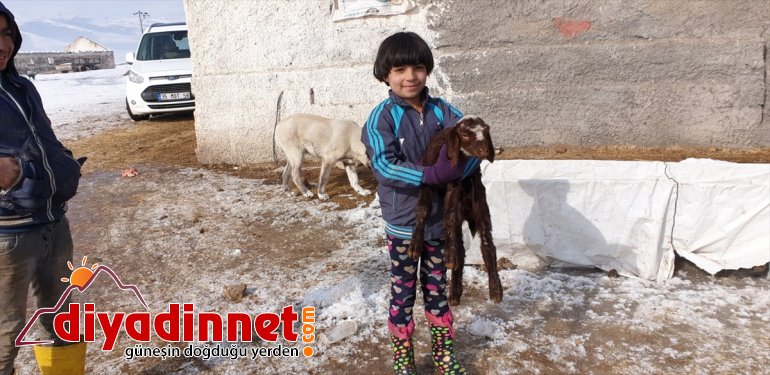 besicilerin sevinç  Patnoslu kaynağı kuzular oldu Yeni doğan 15