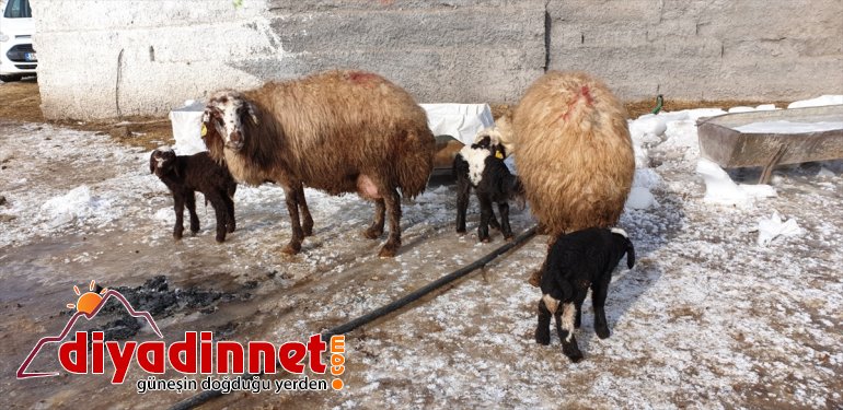 Yeni doğan kuzular Patnoslu besicilerin sevinç kaynağı oldu