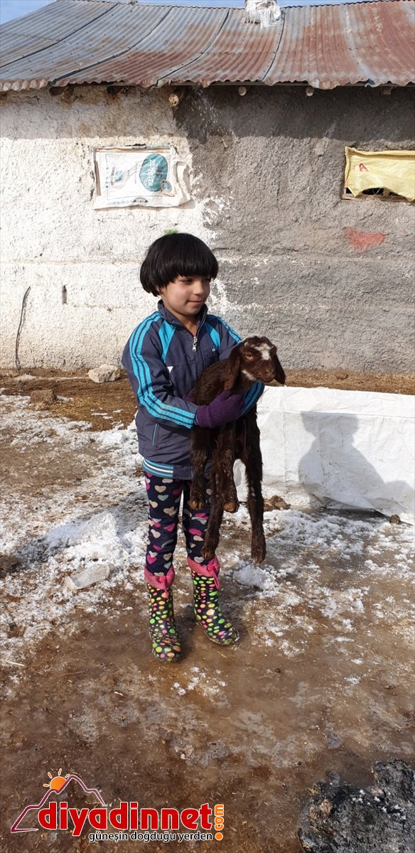 kuzular doğan  Patnoslu besicilerin kaynağı sevinç oldu Yeni 18