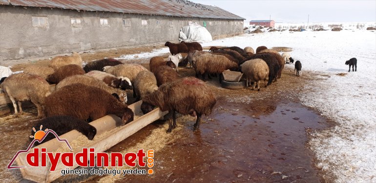 Yeni besicilerin sevinç oldu kuzular Patnoslu kaynağı  doğan 2