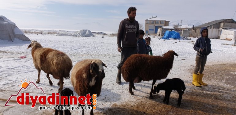 kuzular besicilerin oldu doğan  Patnoslu Yeni sevinç kaynağı 8