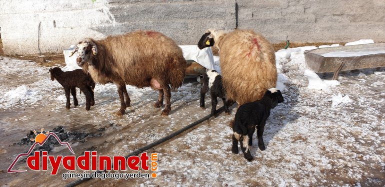 besicilerin sevinç Yeni oldu Patnoslu doğan kuzular kaynağı  3