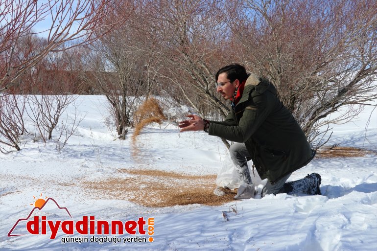 Kara kış ta aç kalan yabani hayvanları unutmadılar4
