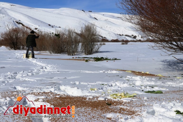 Kara kış ta aç kalan yabani hayvanları unutmadılar11