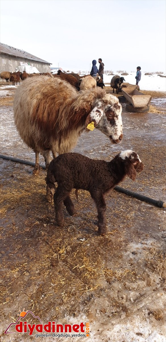 oldu Yeni kuzular besicilerin kaynağı doğan Patnoslu  sevinç 6