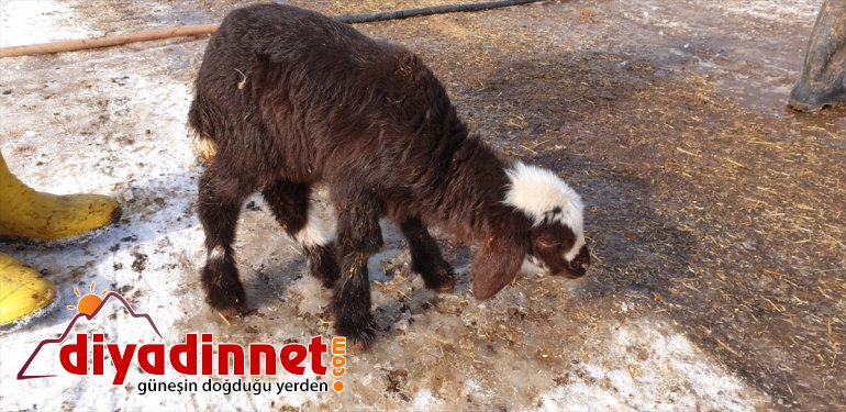 Patnoslu oldu doğan sevinç besicilerin kaynağı  Yeni kuzular 5