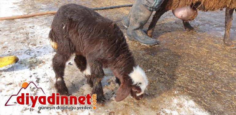  sevinç Patnoslu Yeni kaynağı doğan kuzular besicilerin oldu 9