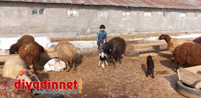 besicilerin kaynağı doğan kuzular Yeni sevinç Patnoslu  oldu 19