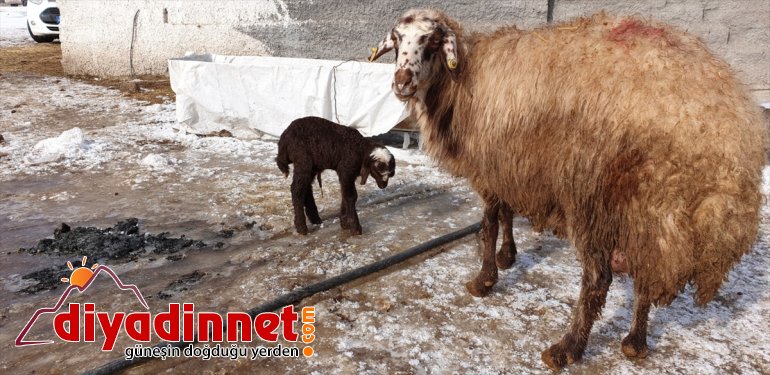 sevinç besicilerin oldu  kuzular Yeni doğan kaynağı Patnoslu 4