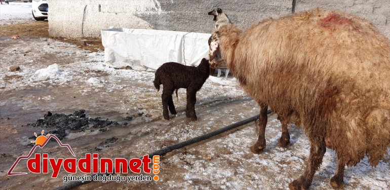 Yeni  besicilerin kuzular oldu kaynağı doğan Patnoslu sevinç 14