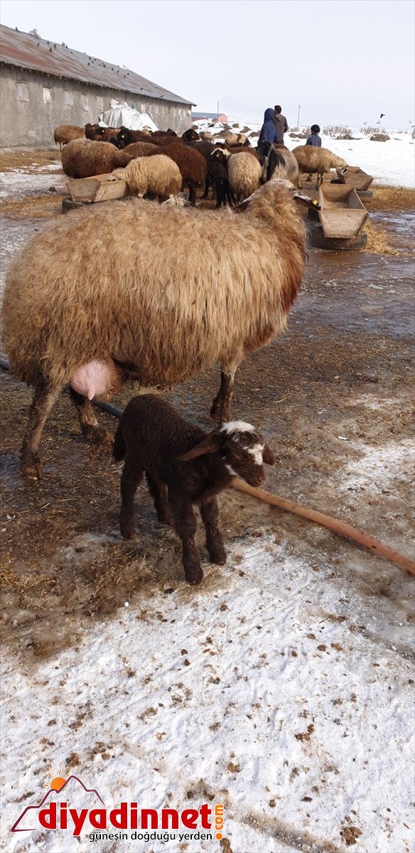 doğan kaynağı sevinç Patnoslu Yeni  kuzular oldu besicilerin 10