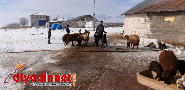 doğan Yeni sevinç oldu kaynağı besicilerin Patnoslu  kuzular 11