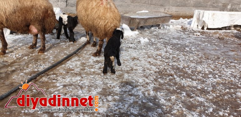 kuzular Yeni sevinç oldu besicilerin  kaynağı Patnoslu doğan 12