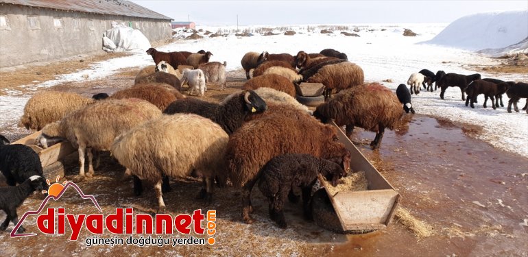 besicilerin  sevinç kuzular Yeni doğan oldu kaynağı Patnoslu 17