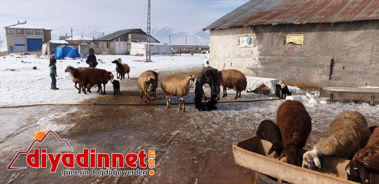  kaynağı sevinç besicilerin oldu kuzular Patnoslu Yeni doğan 16