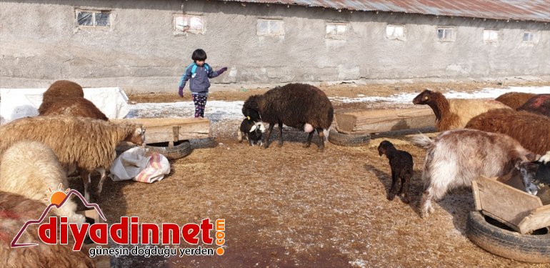 oldu besicilerin sevinç kaynağı  Patnoslu doğan kuzular Yeni 7