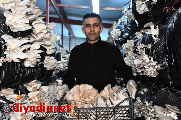 şimdi yetişemiyor - olduğu mantar İlk siparişlere AĞRI başarısız üretiminde denemelerinde 6