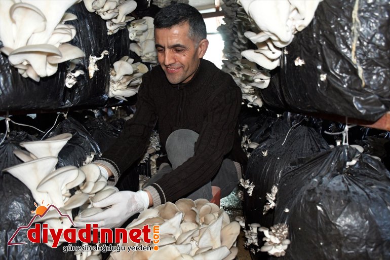 olduğu - siparişlere başarısız İlk şimdi AĞRI mantar üretiminde yetişemiyor denemelerinde 8