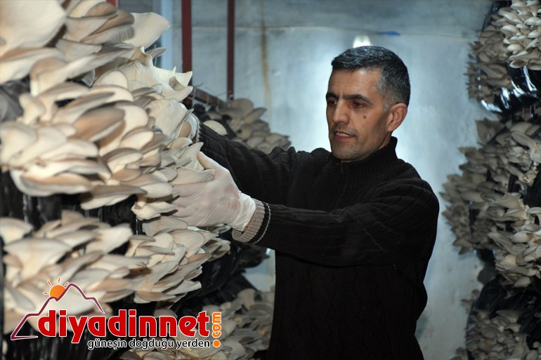 başarısız denemelerinde - olduğu şimdi yetişemiyor İlk üretiminde mantar siparişlere AĞRI 4