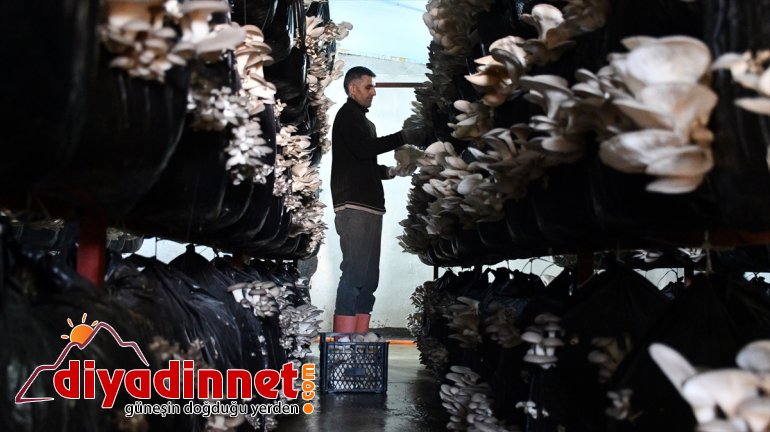 başarısız siparişlere - mantar yetişemiyor İlk şimdi üretiminde AĞRI denemelerinde olduğu 7