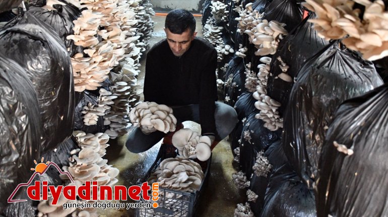 denemelerinde mantar İlk başarısız AĞRI - olduğu siparişlere yetişemiyor üretiminde şimdi 5