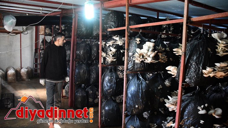 şimdi başarısız İlk denemelerinde üretiminde yetişemiyor siparişlere AĞRI olduğu mantar - 3