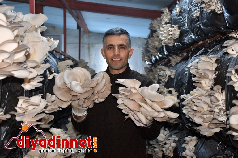 mantar siparişlere AĞRI İlk - üretiminde olduğu yetişemiyor başarısız denemelerinde şimdi 9