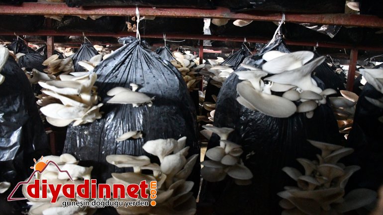 yetişemiyor başarısız AĞRI İlk şimdi - olduğu üretiminde siparişlere mantar denemelerinde 2