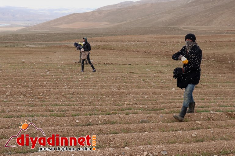 arazilerini de  için devamlılık (2) üretimde çiftçiler boş Vanlı ekiyor 2